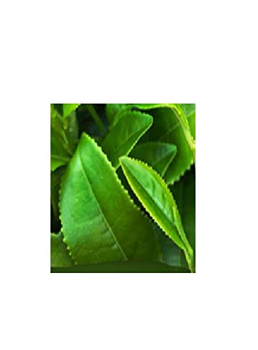 Herbalife nutrition afresh energy drink mix pack of 3 (Ginger, Tulsi, Cinnamon)
